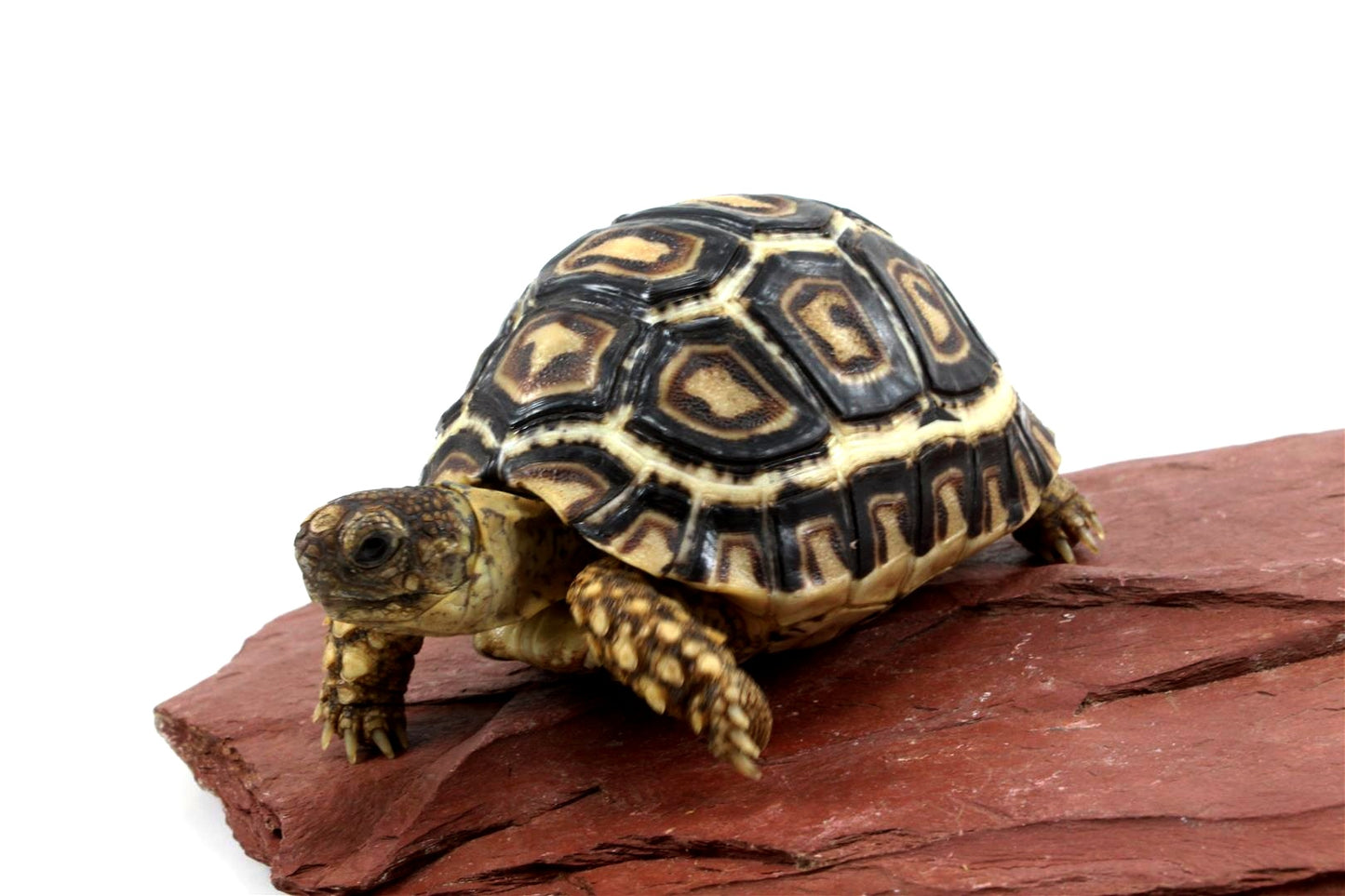 Leopard Tortoise