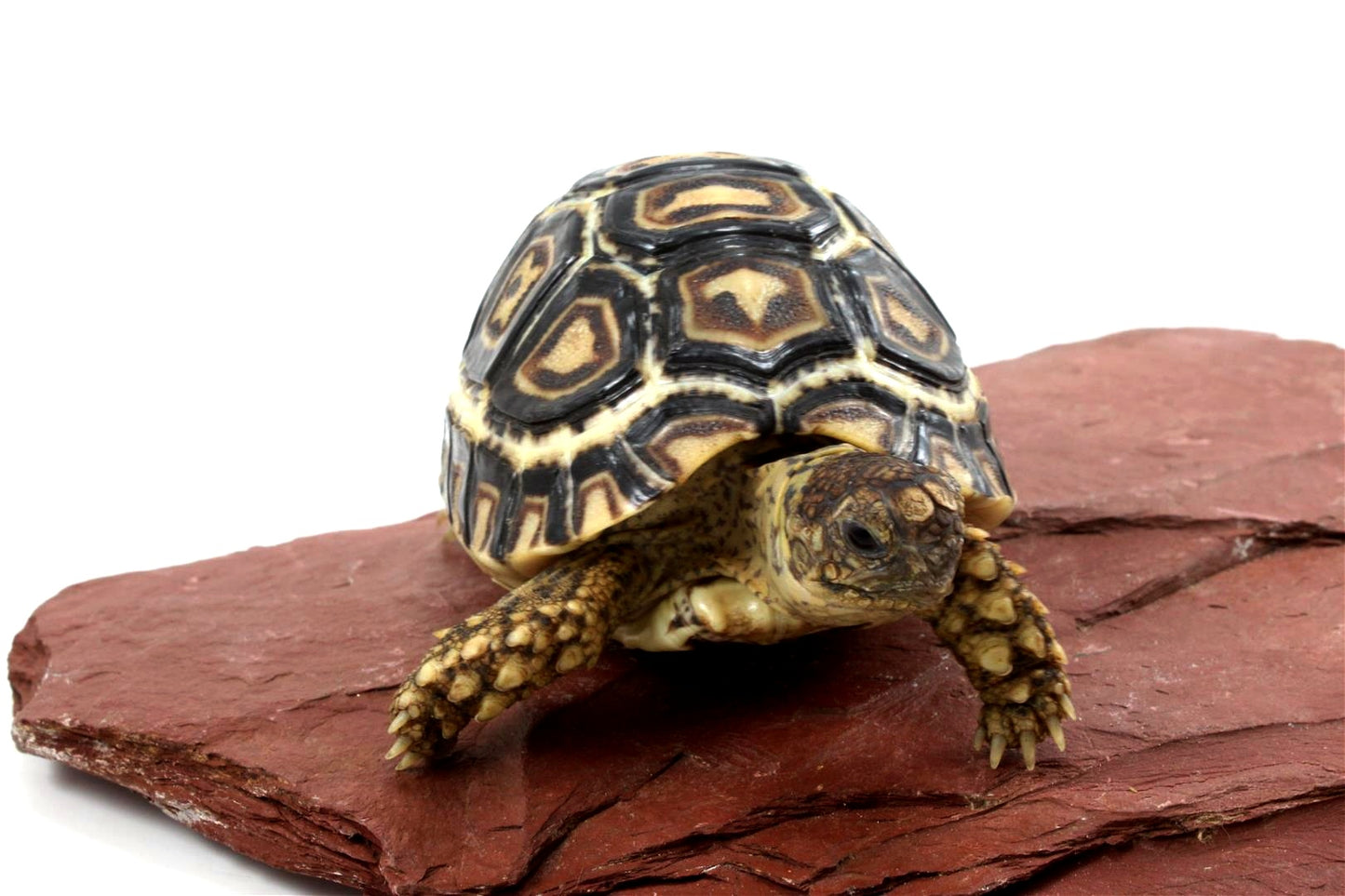 Leopard Tortoise