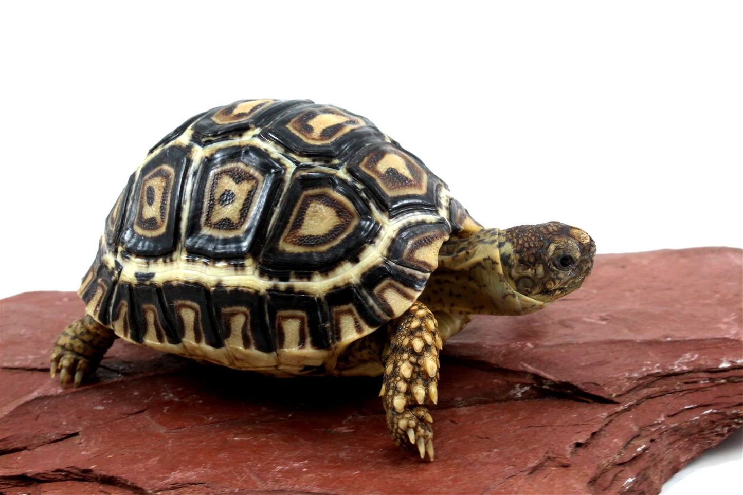 Leopard Tortoise