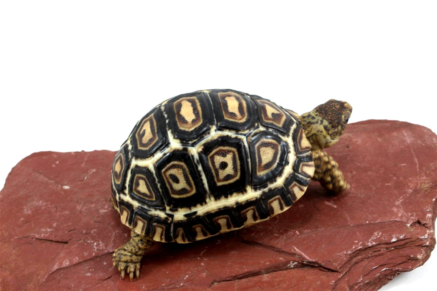 Leopard Tortoise