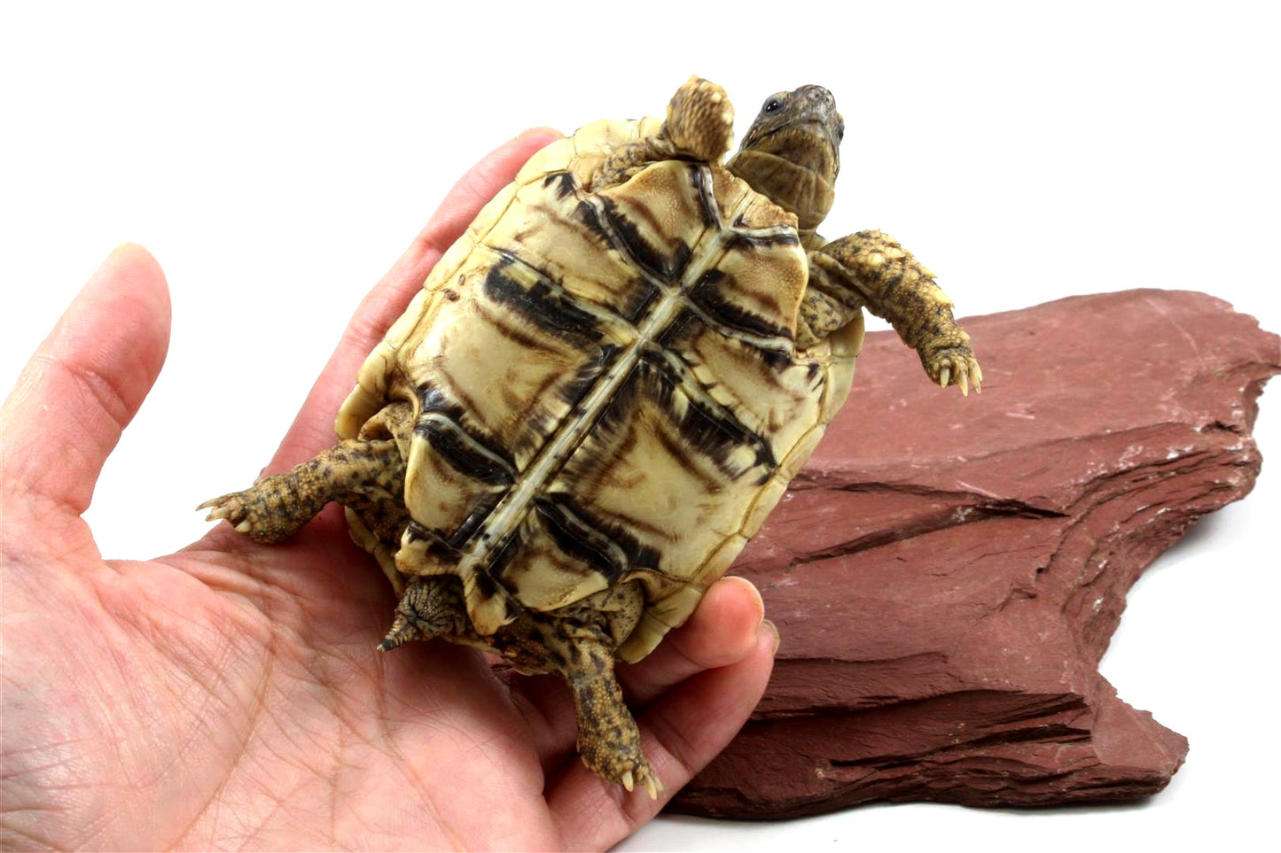 Leopard Tortoise
