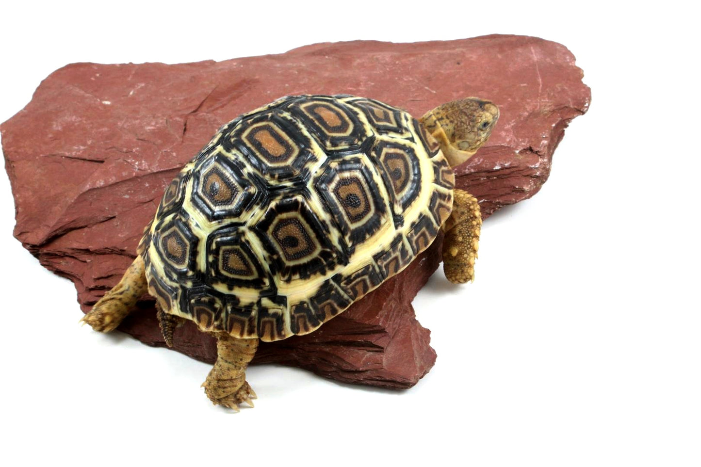 Leopard Tortoise