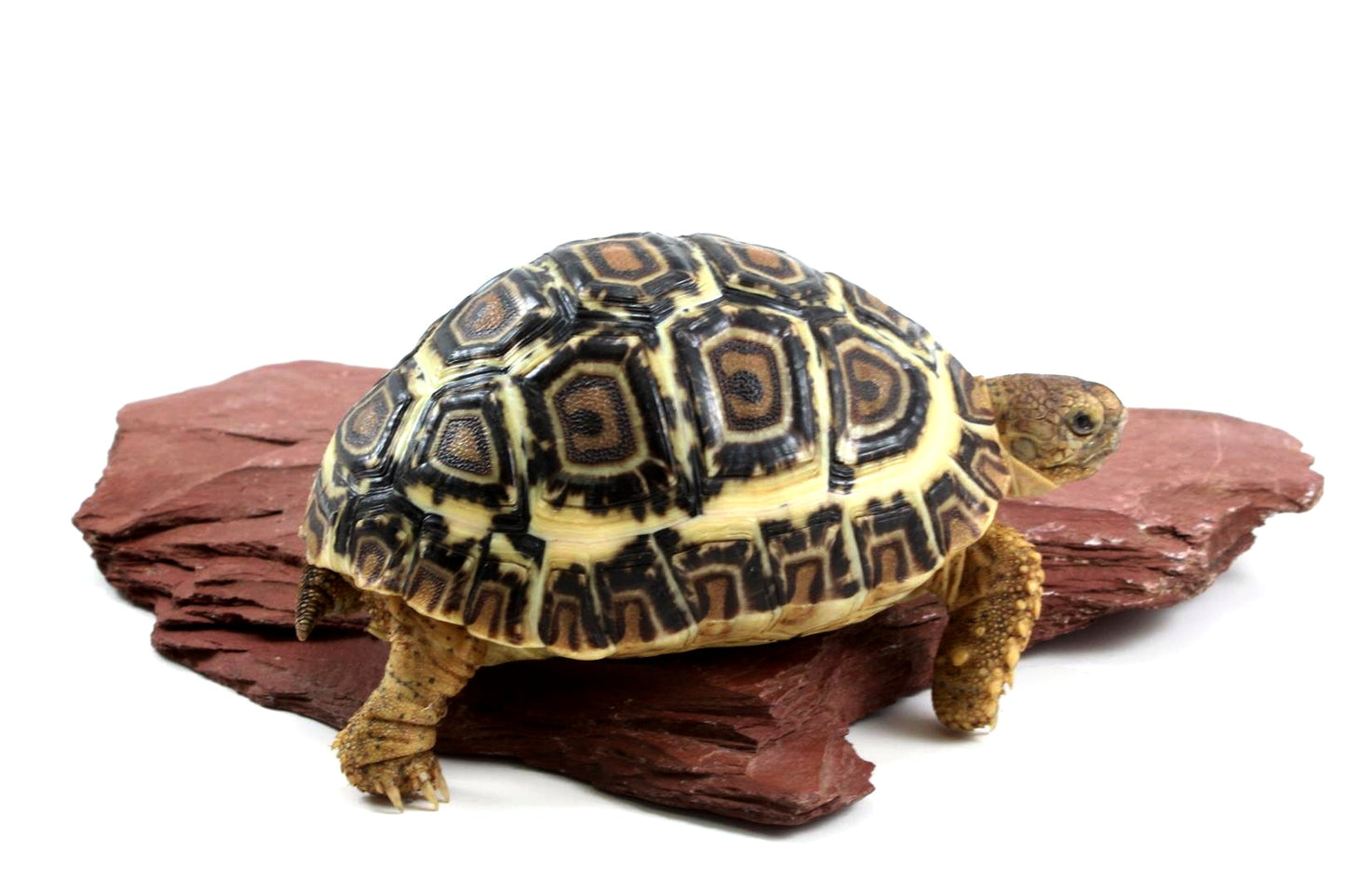 Leopard Tortoise