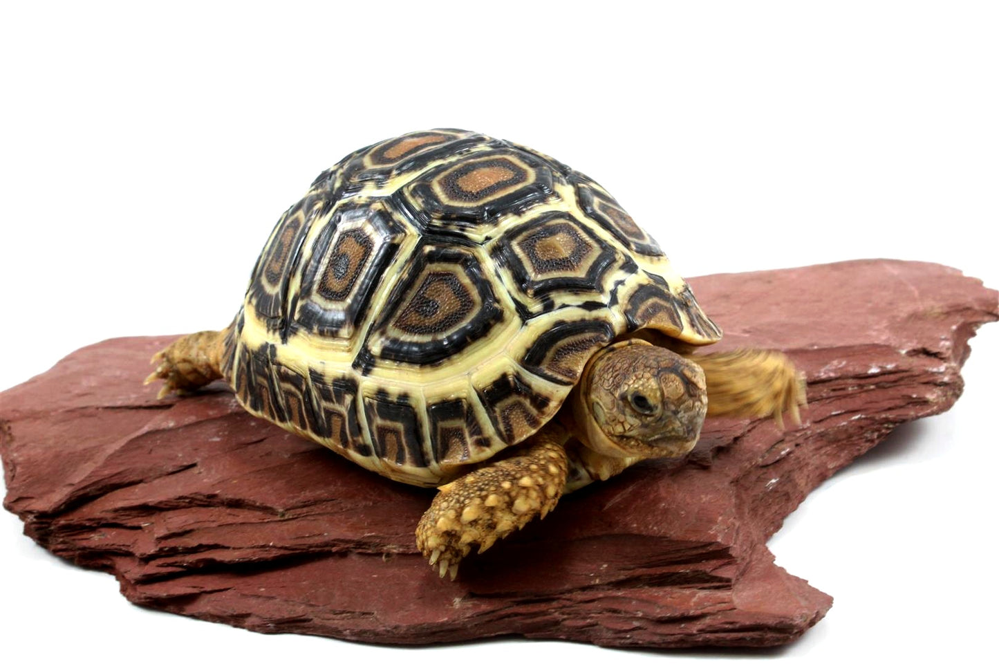 Leopard Tortoise