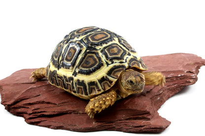 Leopard Tortoise