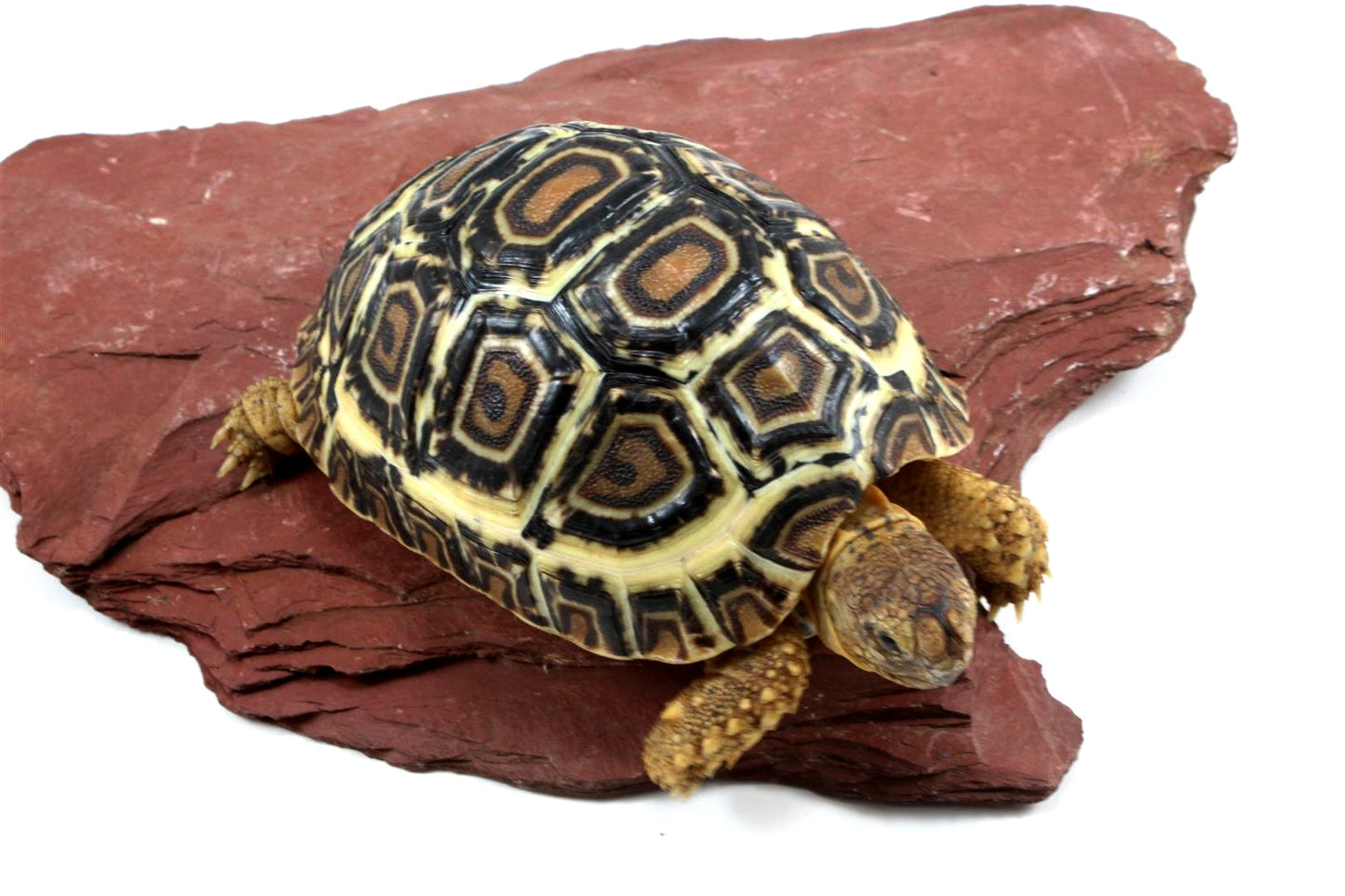 Leopard Tortoise