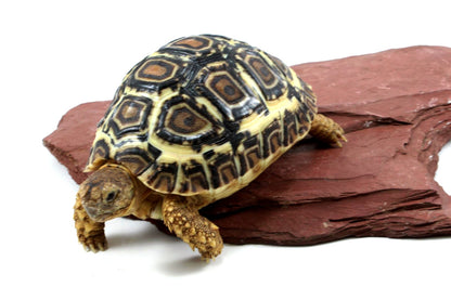 Leopard Tortoise