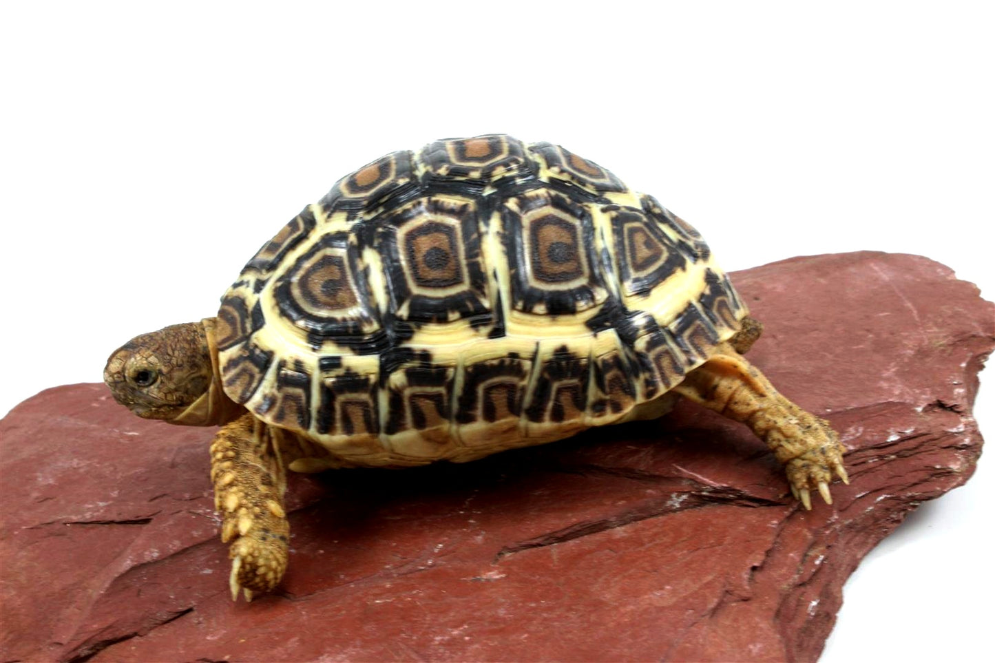 Leopard Tortoise