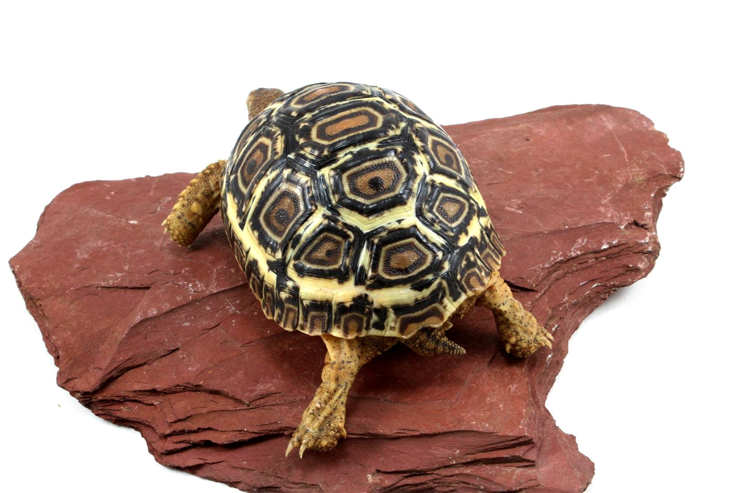 Leopard Tortoise