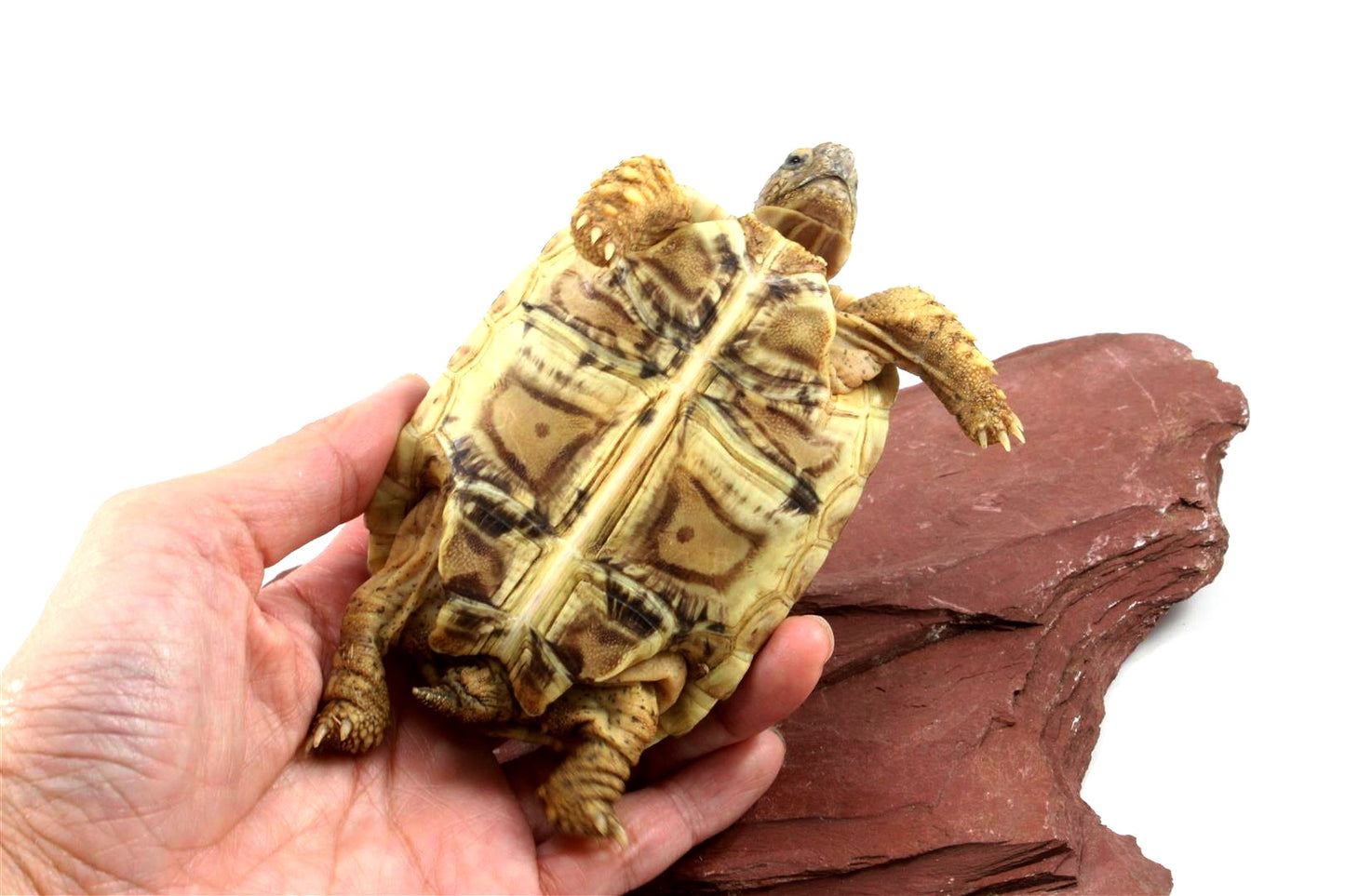 Leopard Tortoise
