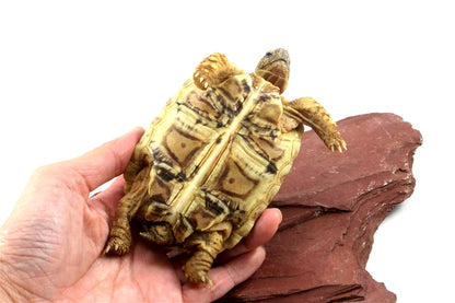 Leopard Tortoise