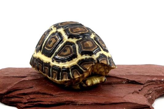 Leopard Tortoise