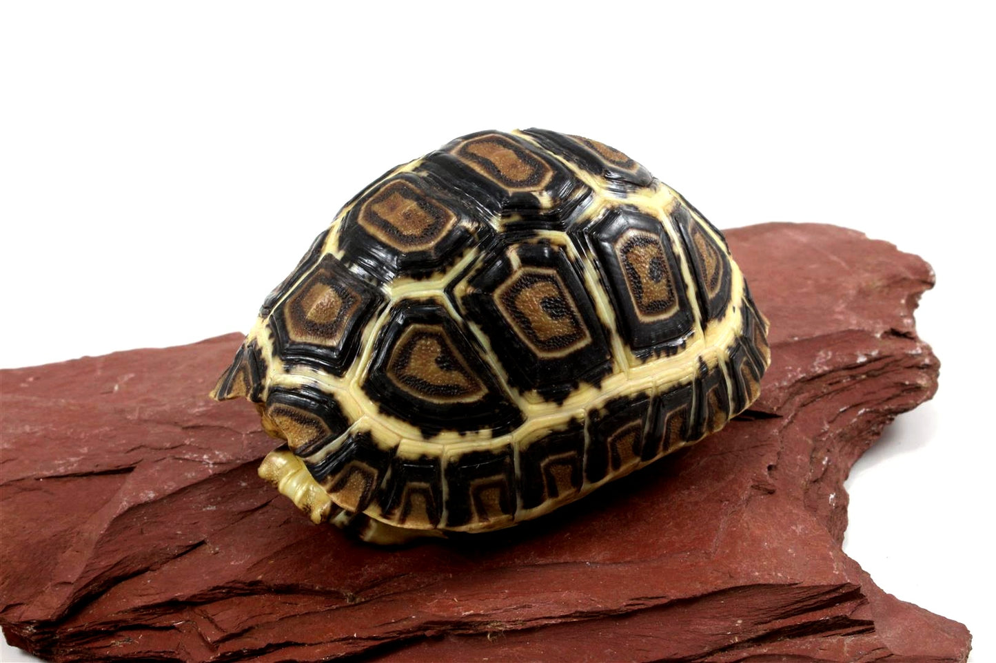 Leopard Tortoise