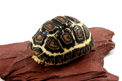 Leopard Tortoise