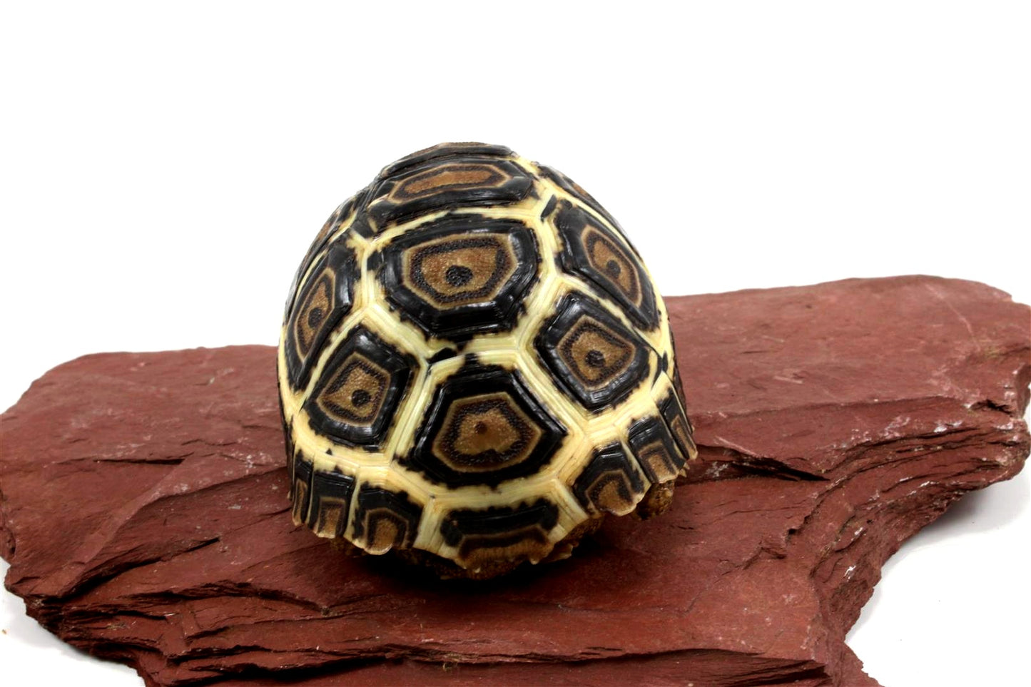 Leopard Tortoise
