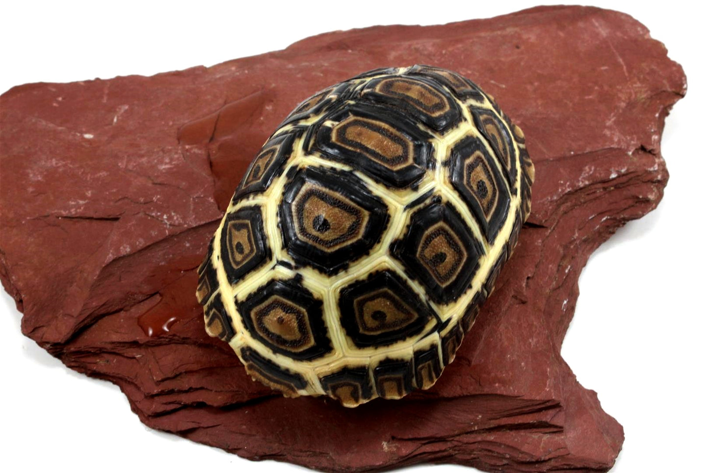 Leopard Tortoise
