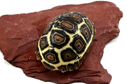 Leopard Tortoise