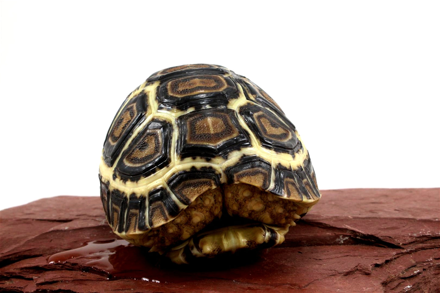 Leopard Tortoise