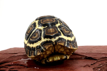 Leopard Tortoise