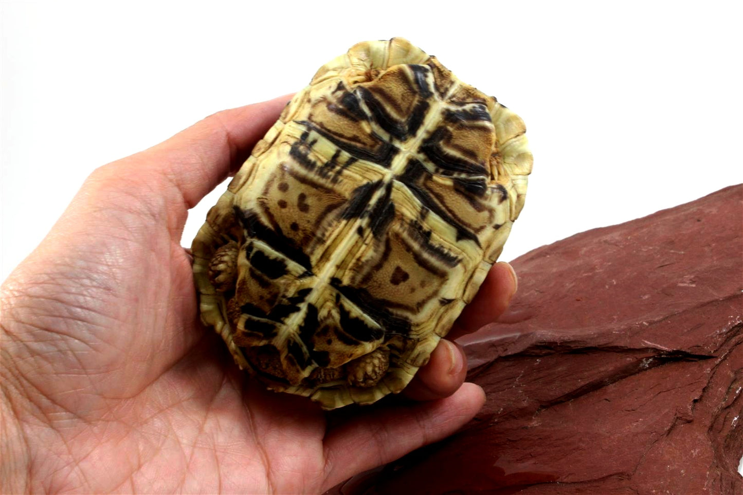 Leopard Tortoise