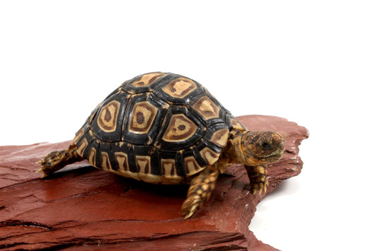 Leopard Tortoise