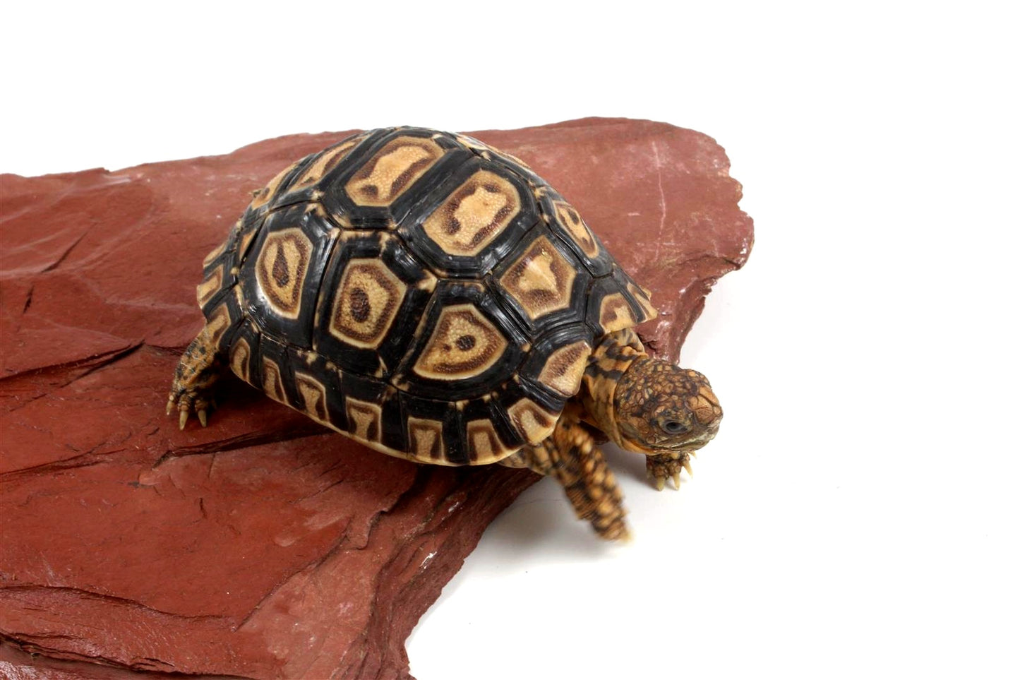 Leopard Tortoise