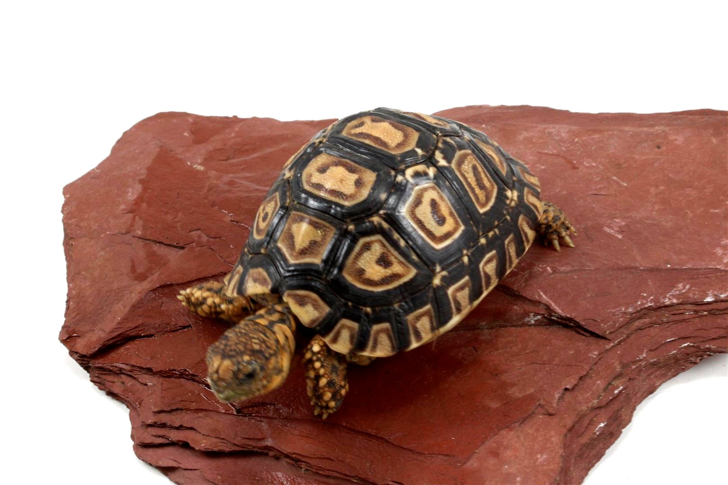 Leopard Tortoise