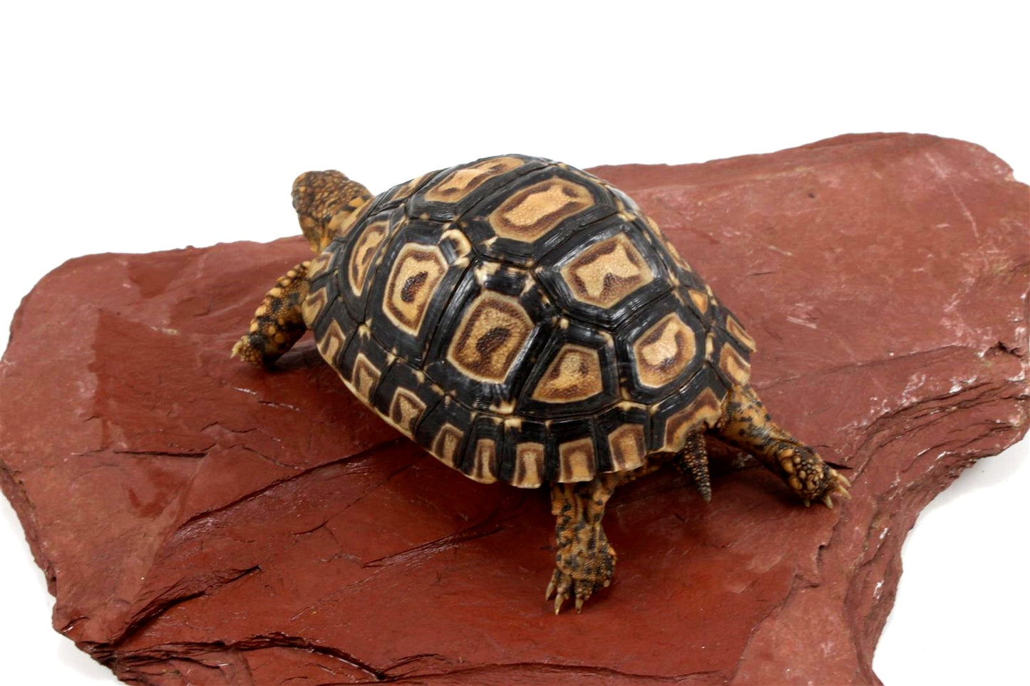 Leopard Tortoise