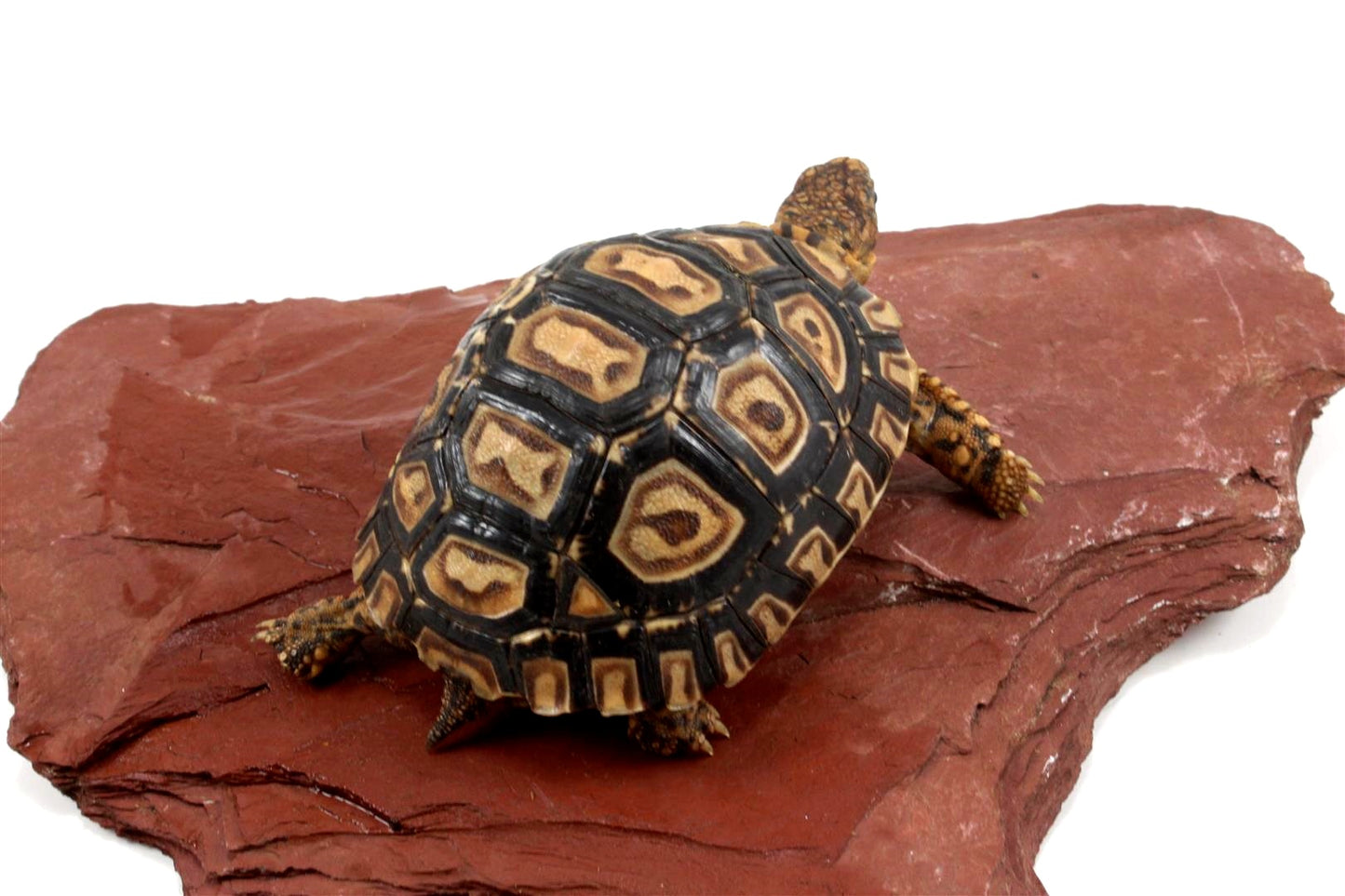 Leopard Tortoise