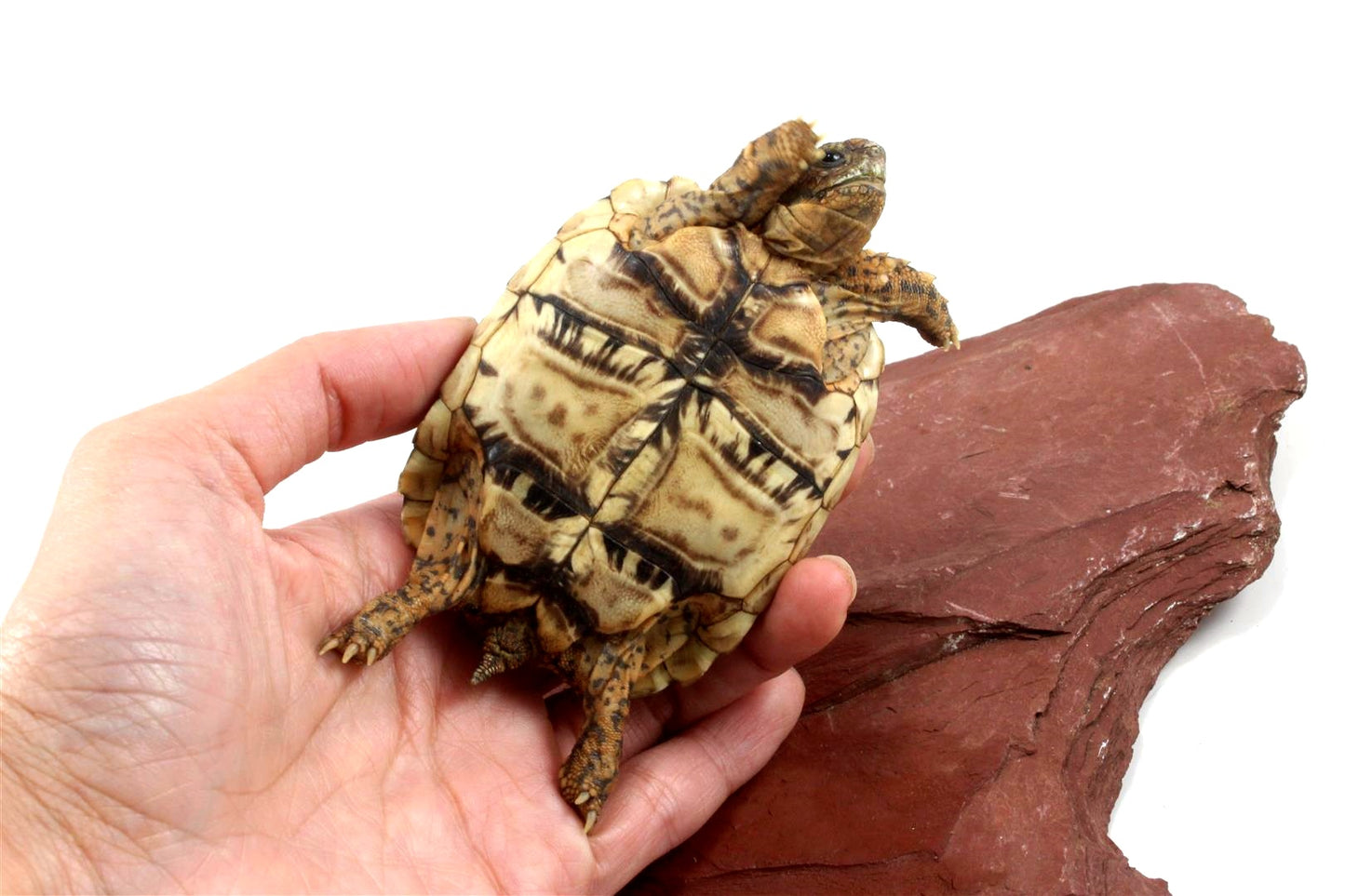 Leopard Tortoise