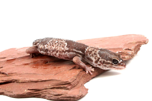 African Fat Tail Gecko