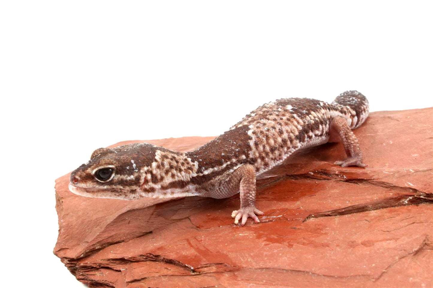 African Fat Tail Gecko