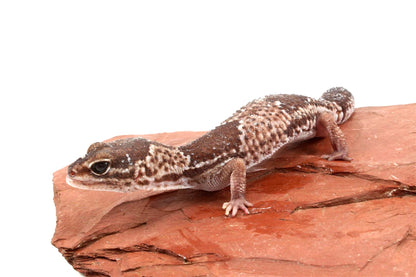 African Fat Tail Gecko