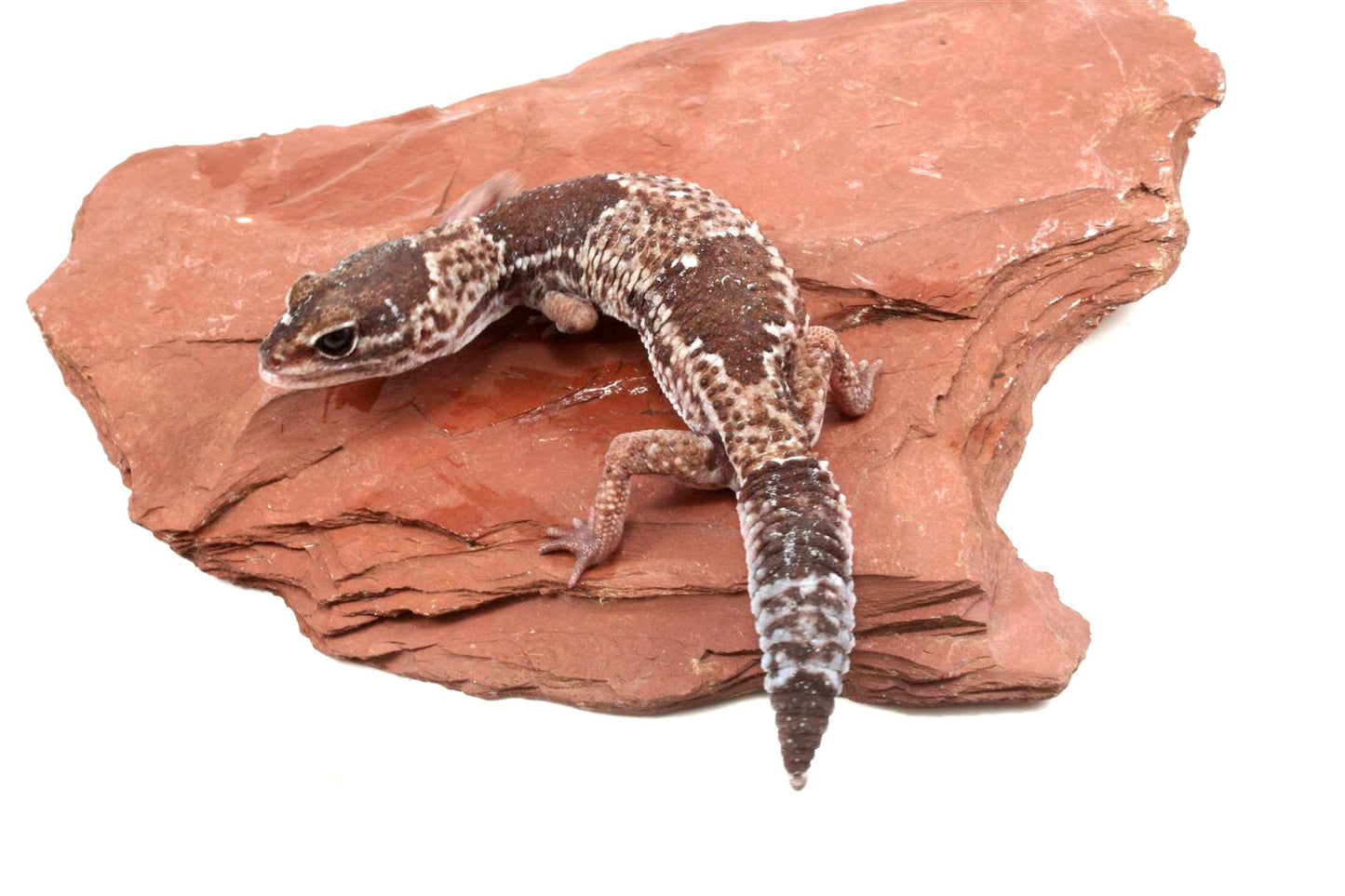 African Fat Tail Gecko