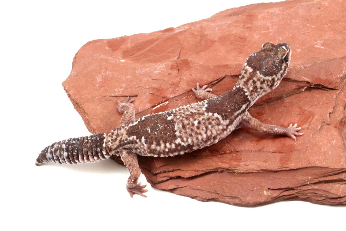 African Fat Tail Gecko