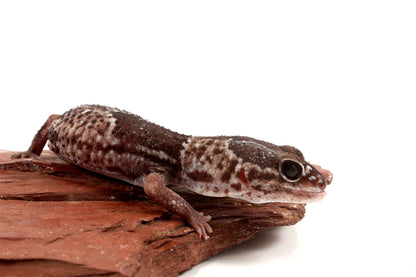 African Fat Tail Gecko