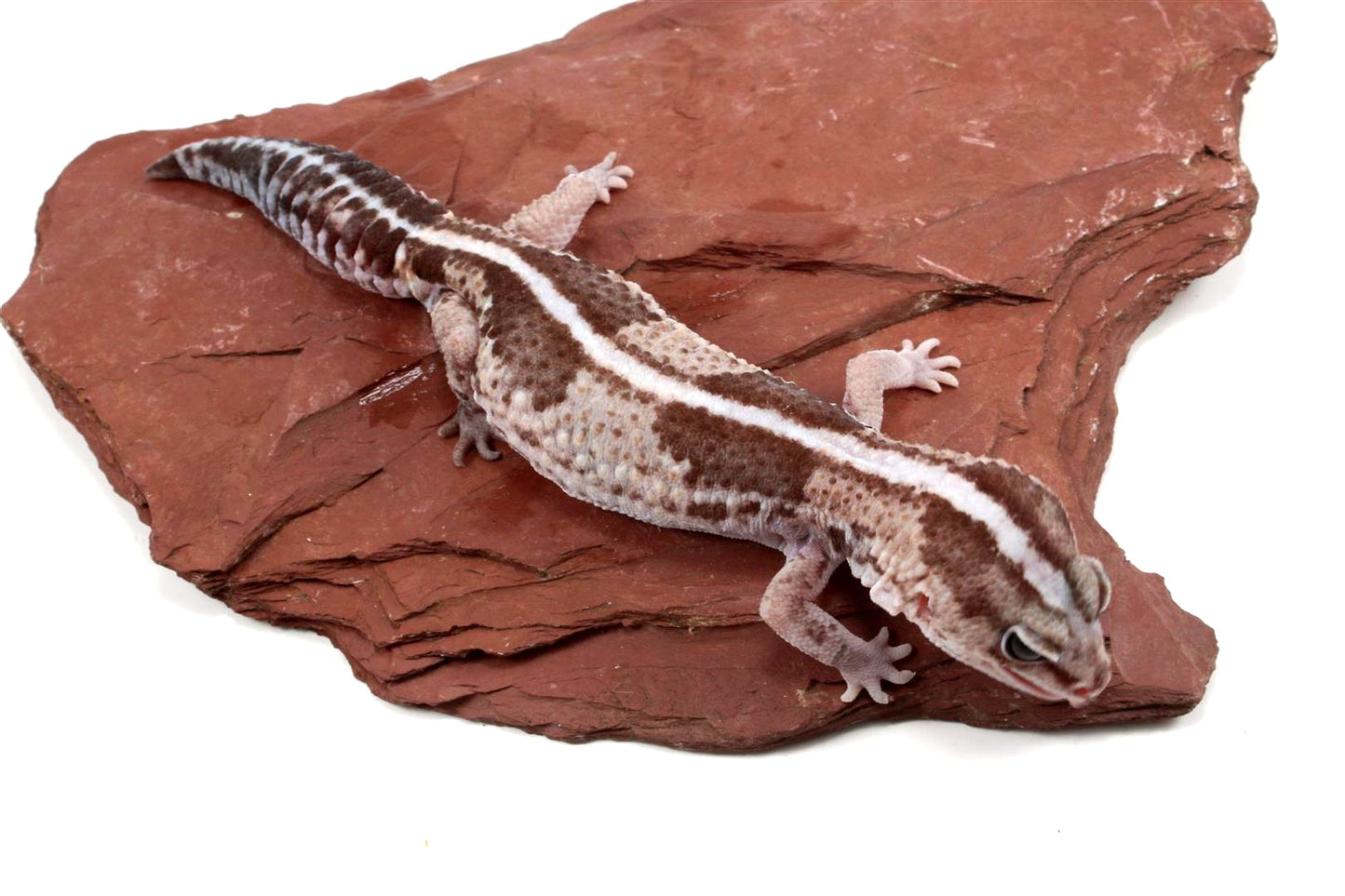 African Fat Tail Gecko - Striped