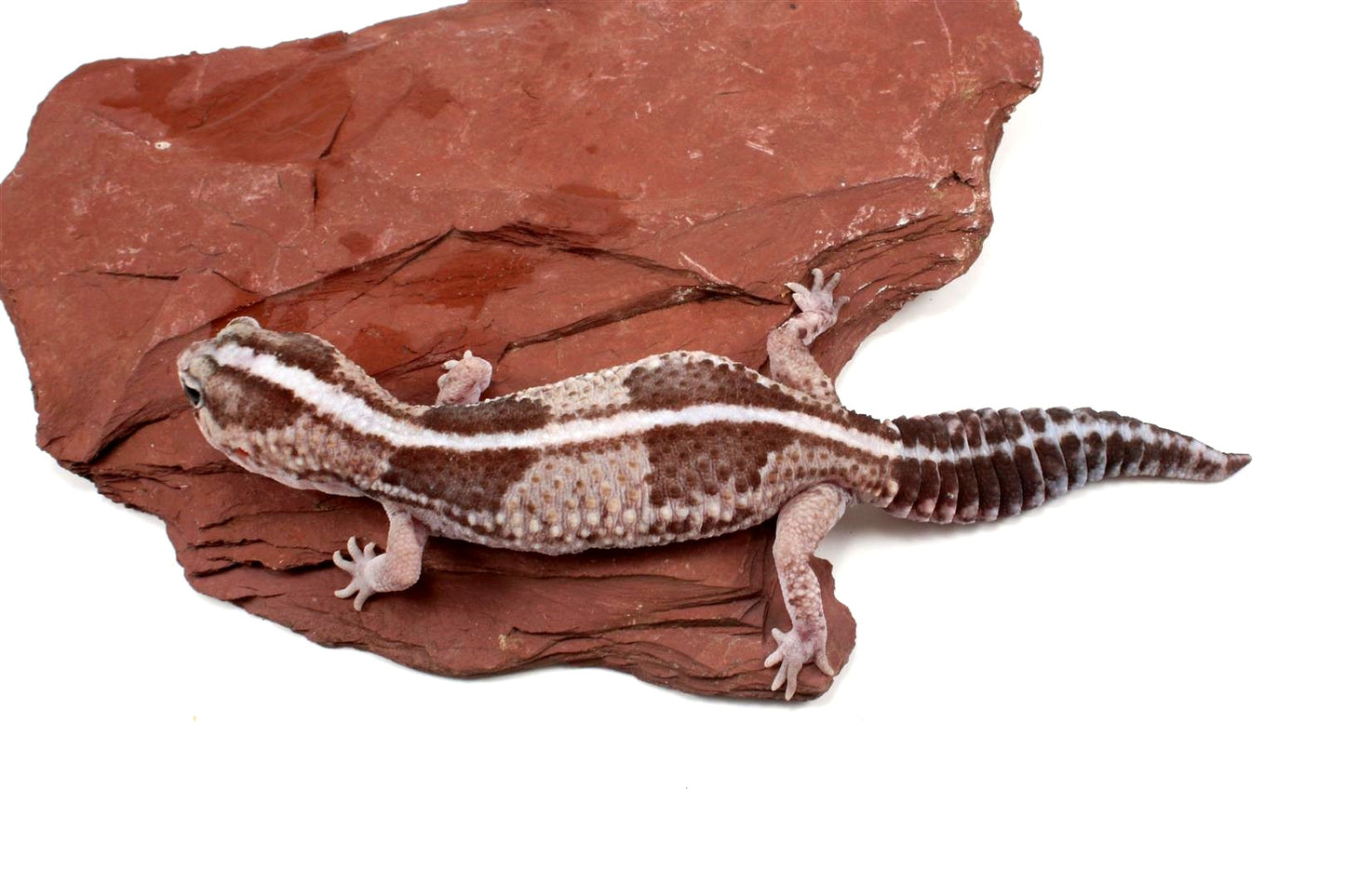 African Fat Tail Gecko - Striped