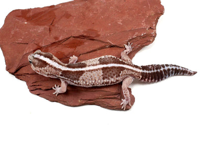 African Fat Tail Gecko - Striped