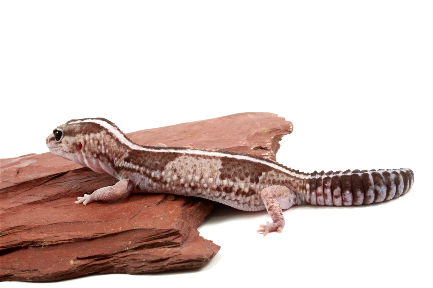 African Fat Tail Gecko - Striped