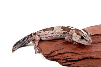 African Fat Tail Gecko - Striped