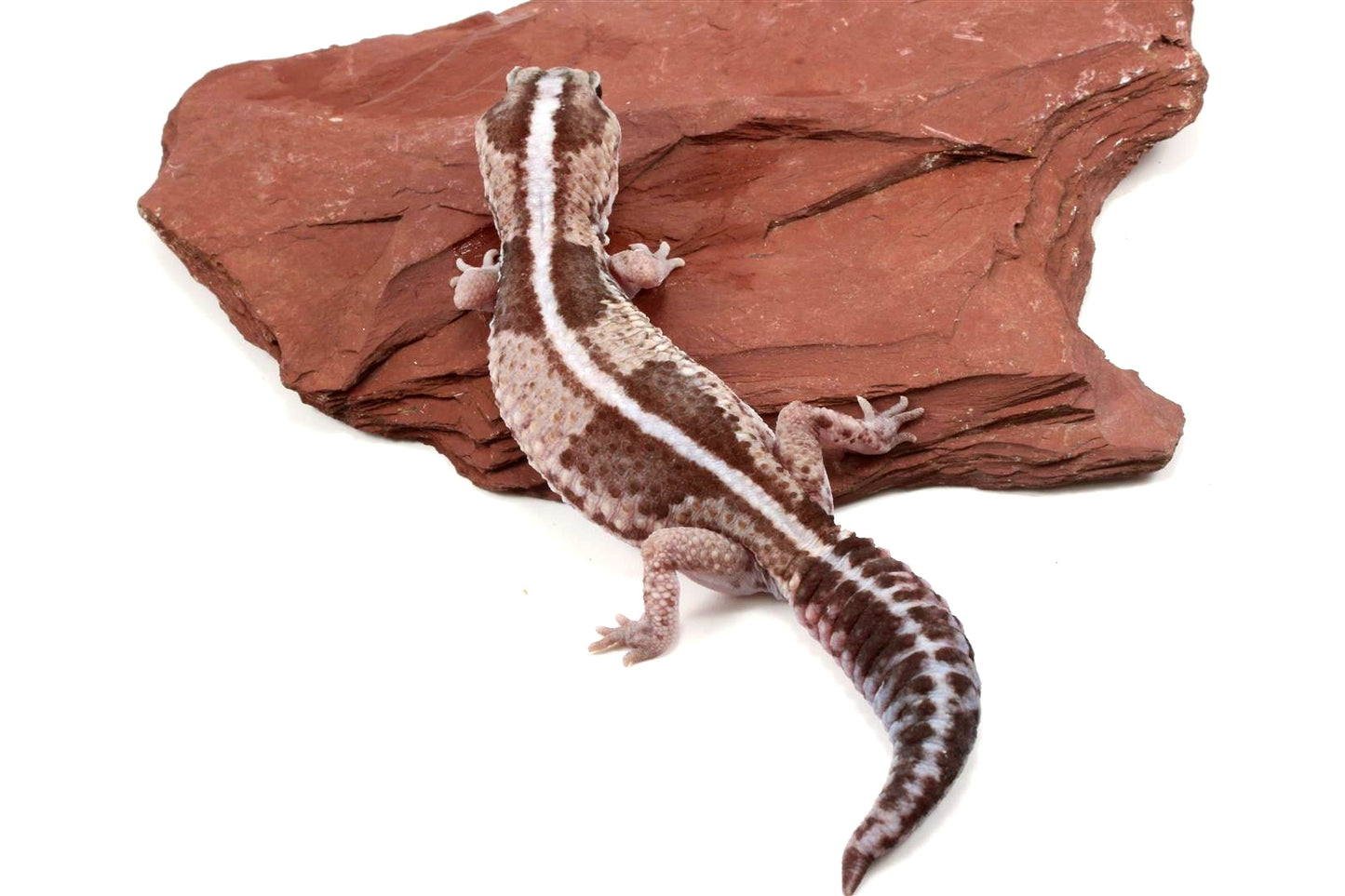 African Fat Tail Gecko - Striped