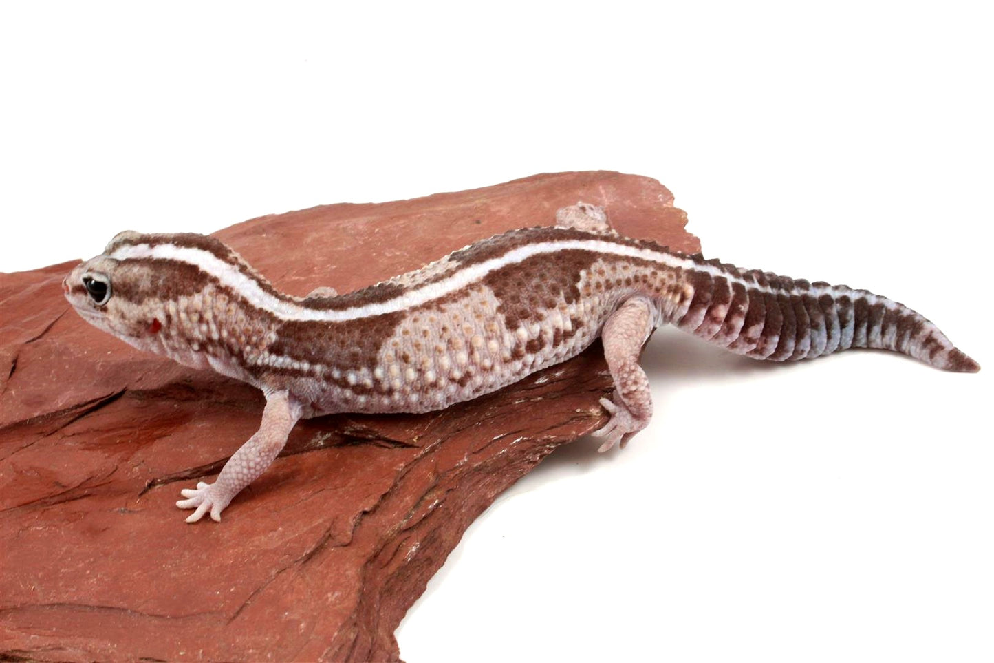 African Fat Tail Gecko - Striped