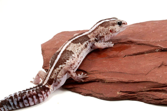 African Fat Tail Gecko - Striped