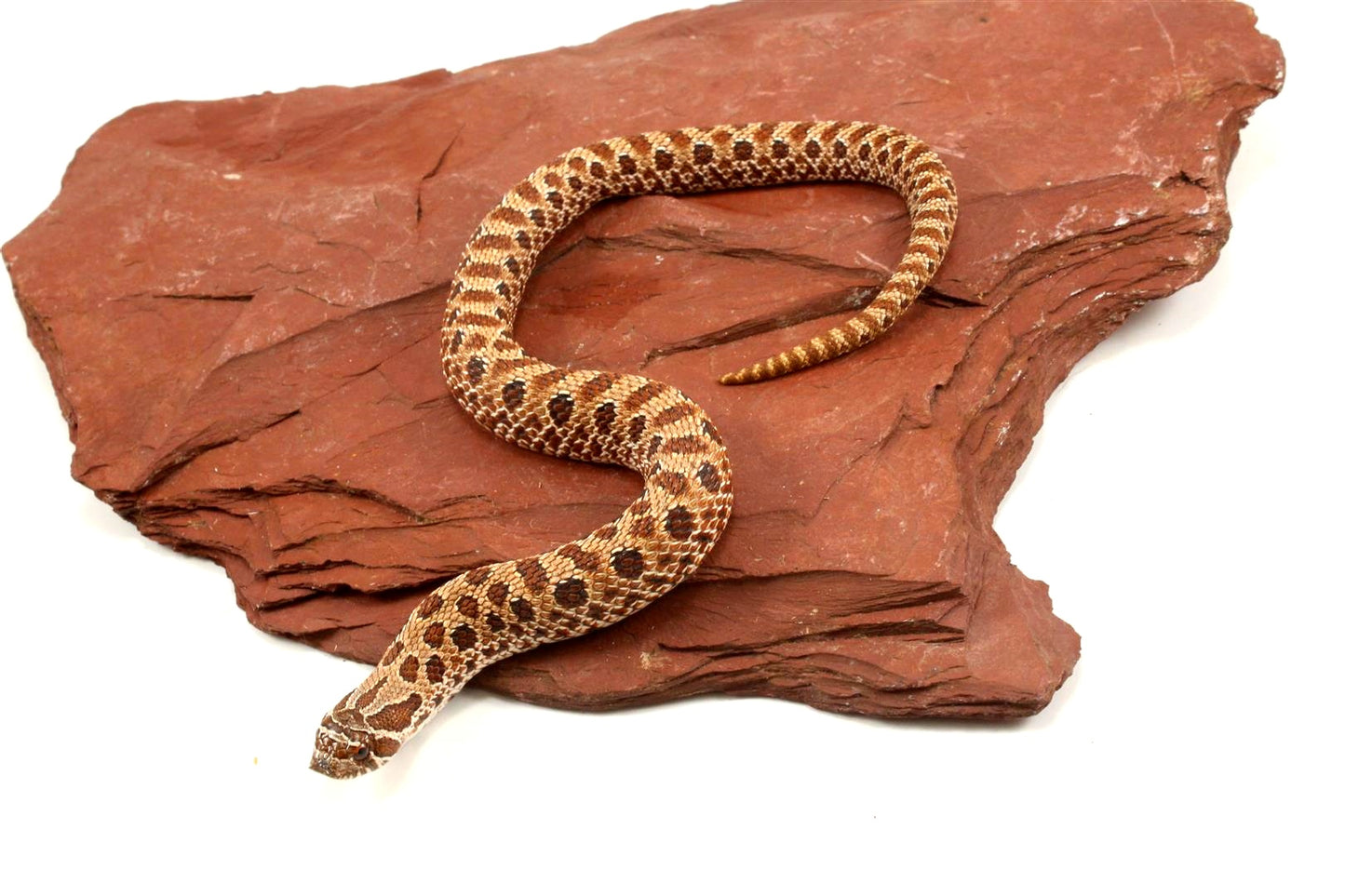 Western Hognose Snake