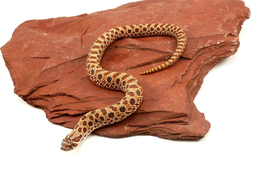 Western Hognose Snake