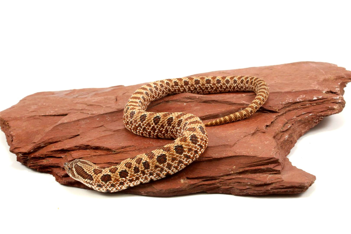 Western Hognose Snake