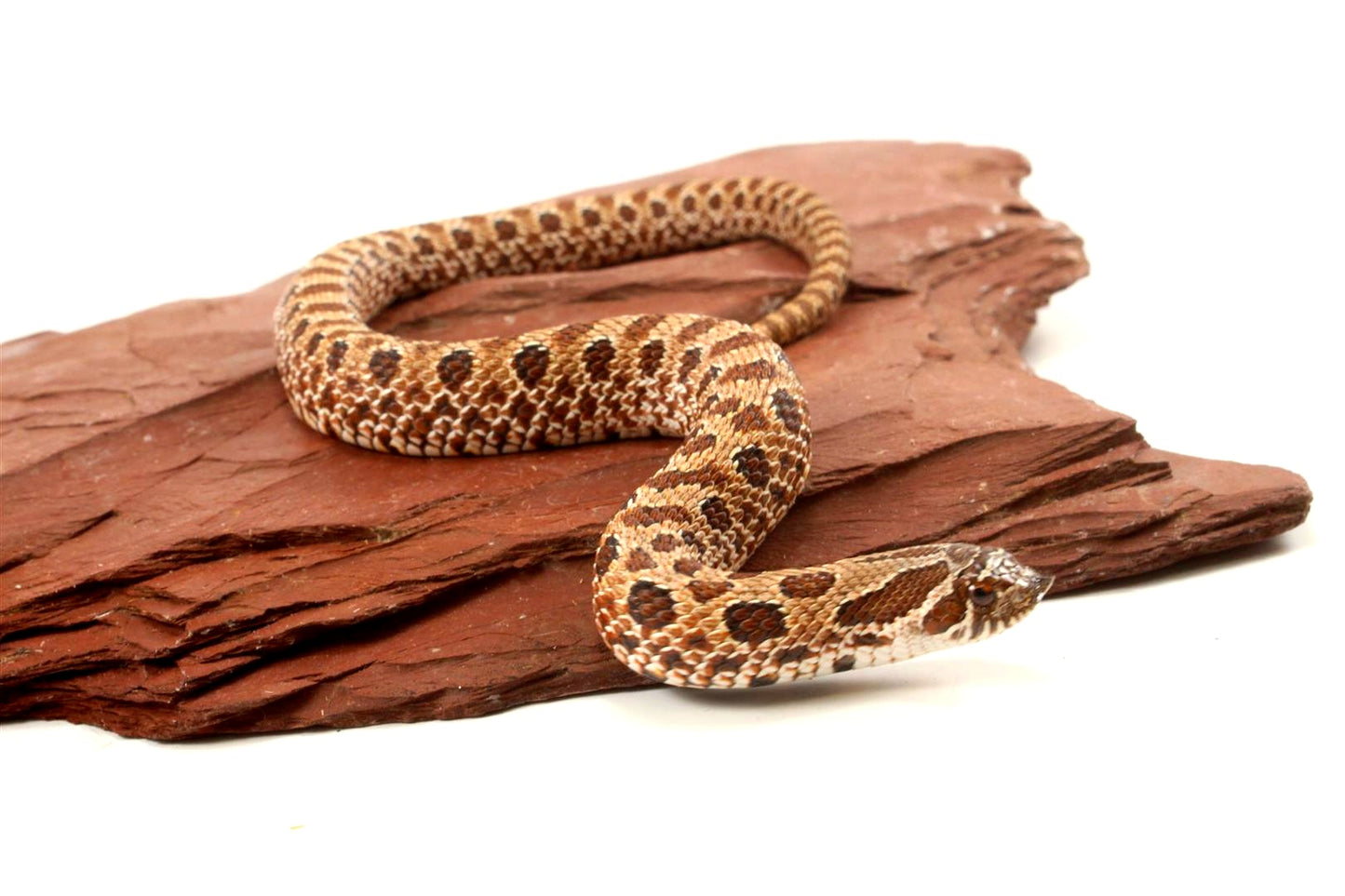 Western Hognose Snake