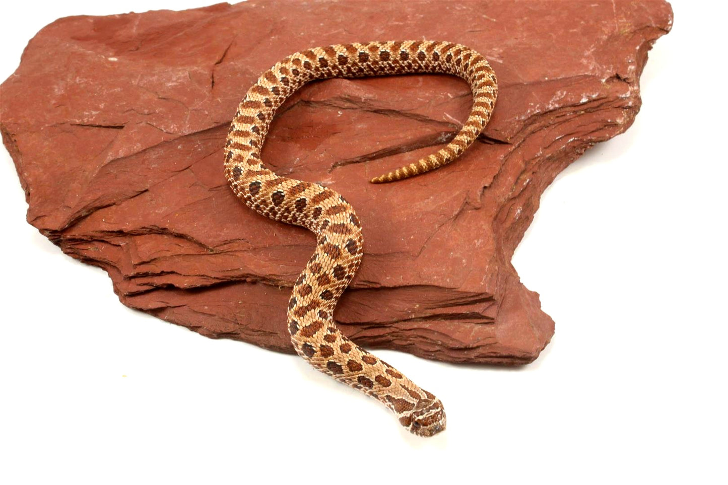 Western Hognose Snake