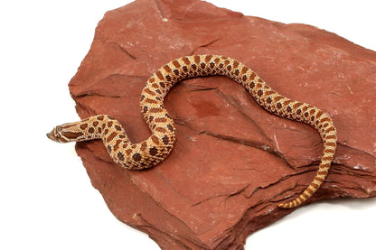 Western Hognose Snake